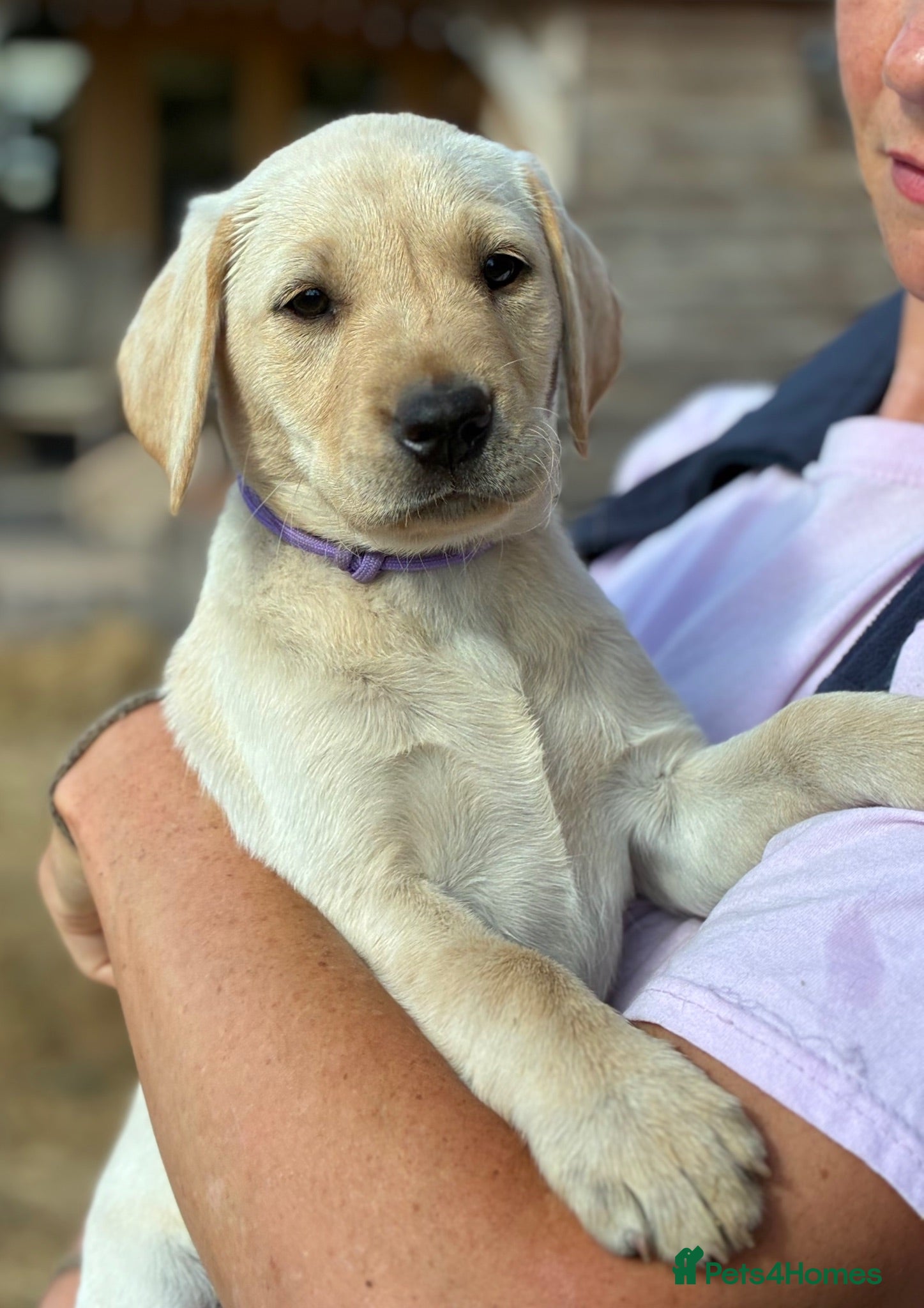 Labrador Retriever dogs 🐾 READY NOW🐾 FTCH Labrador Puppies - Advert 2