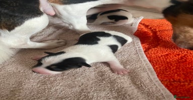 Jack Russell dogs - Advert 2