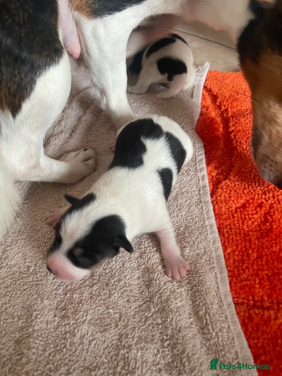 Jack Russell dogs for sale: Jack Russel puppys  - Image 2
