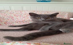 Domestic Shorthair cats for sale: Cute kittens  - Image 7