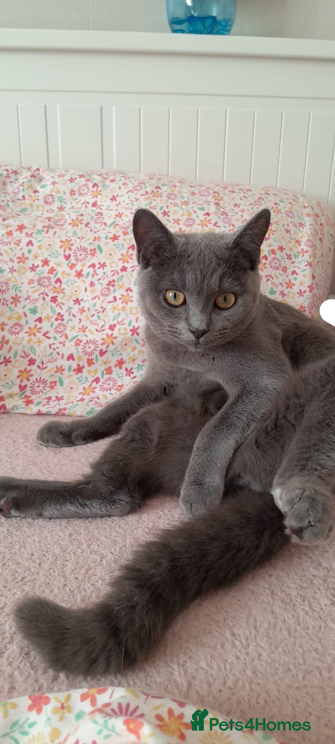 Domestic Shorthair cats for sale: Cute kittens  - Image 7