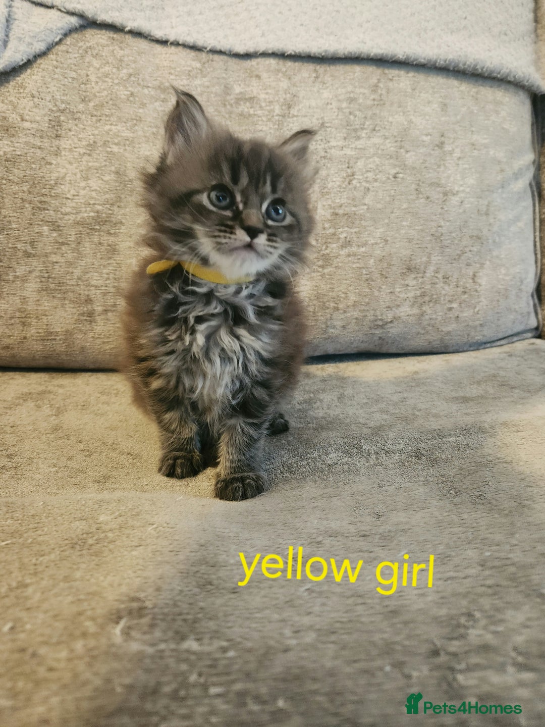 Maine Coon cats for sale: Pure Maine coon kittens - Advert 17