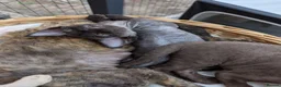 Devon Rex cats for sale: Crazy little gremlins!  in Bristol - Advert 11