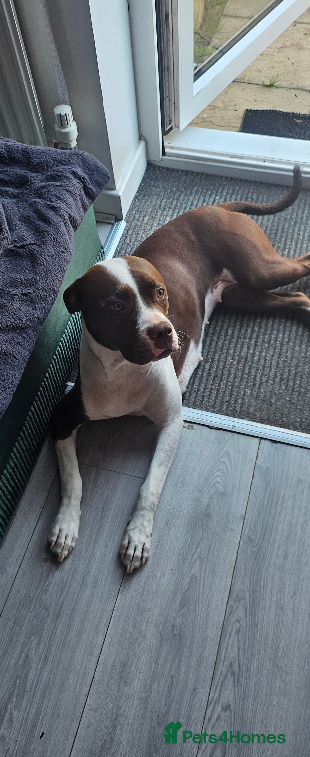 Mixed Breed dogs for sale: Mia needs a good home 😊 - Image 1