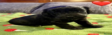 Cockapoo 3