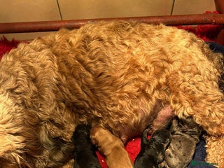 Cockapoo dogs Fabulous Quality F1b Cockapoos - Advert 1