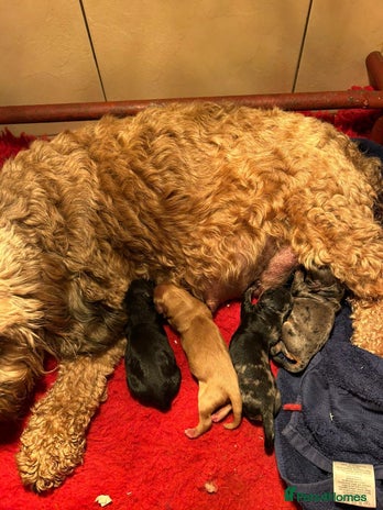 Cockapoo dogs Fabulous Quality F1b Cockapoos - Advert 2