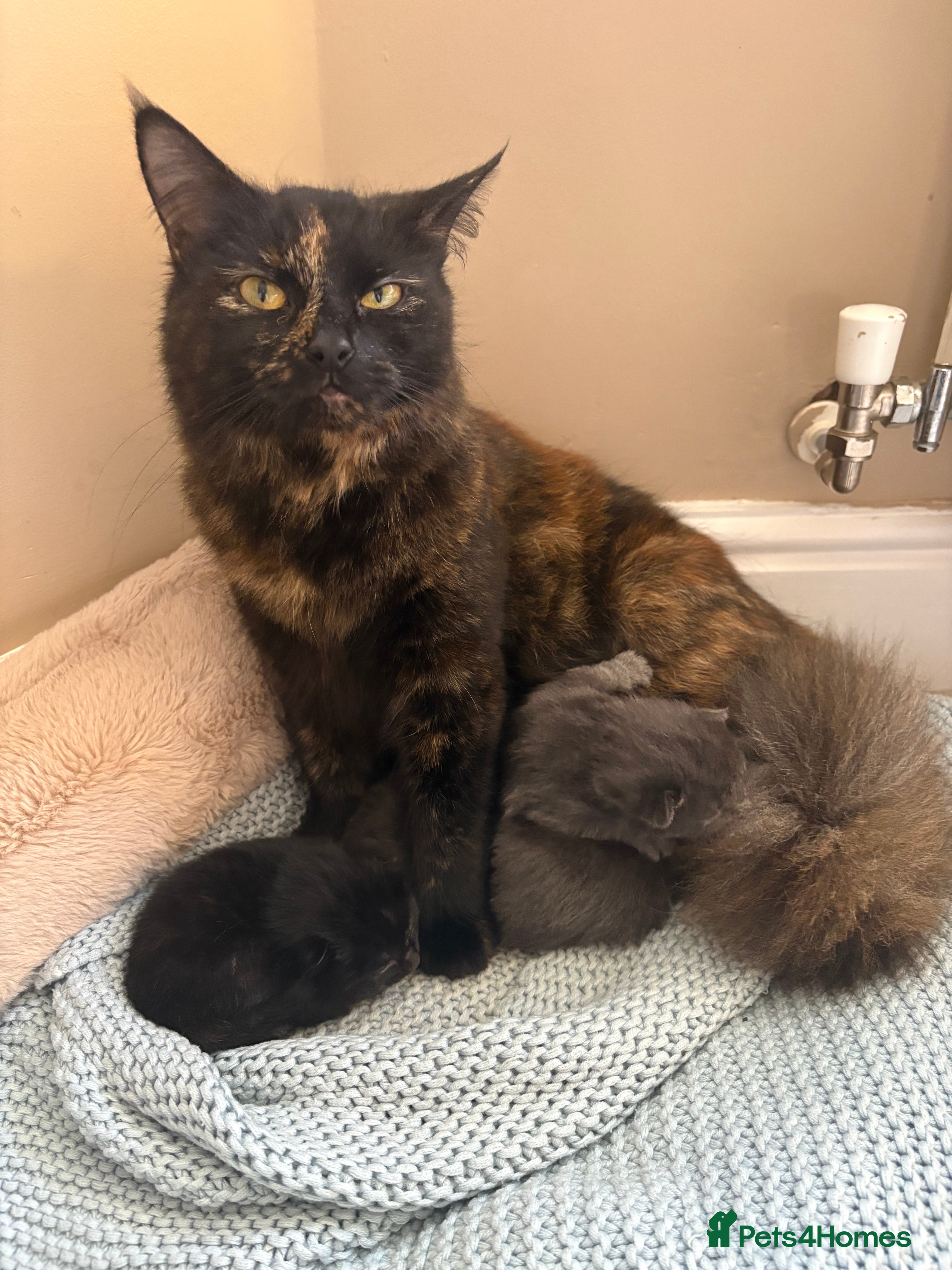 Mixed Breed cats 3 beautiful kittens  - Advert 1