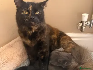 Mixed Breed cats 3 beautiful kittens - Advert 1