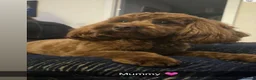 Cockapoo dogs for sale: Beautiful cockapoo pups  - Advert 13
