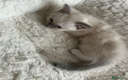 Ragdoll cats for sale: 5 Pure Ragdoll kittens - All Females -Pickup Ready - Image 21