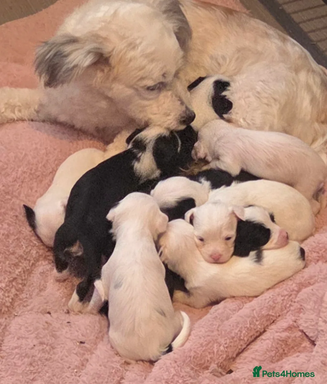 Chinese Crested dogs for sale: Rare Breed Chinese Crested Puppies - Advert 1