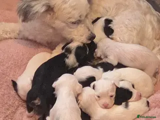 Chinese Crested dogs Rare Breed Chinese Crested Puppies - Advert 6