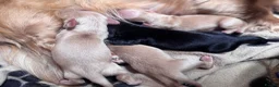 Miniature Dachshund dogs for sale: KC Longhaired Cream Miniature Dachshund Puppies - Advert 36