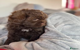 Shihpoo dogs for sale: Ready now Stunning Shihpoo puppies - Image 1