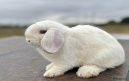 Mini Lop rabbits for sale: Gorgeous fully vaccinated mini lop buck  - Image 6