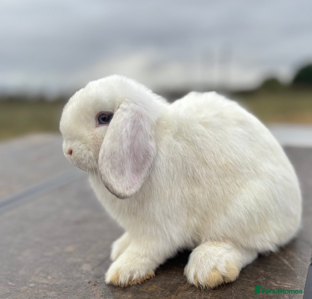 Mini Lop rabbits for sale: Gorgeous fully vaccinated mini lop buck  - Image 6