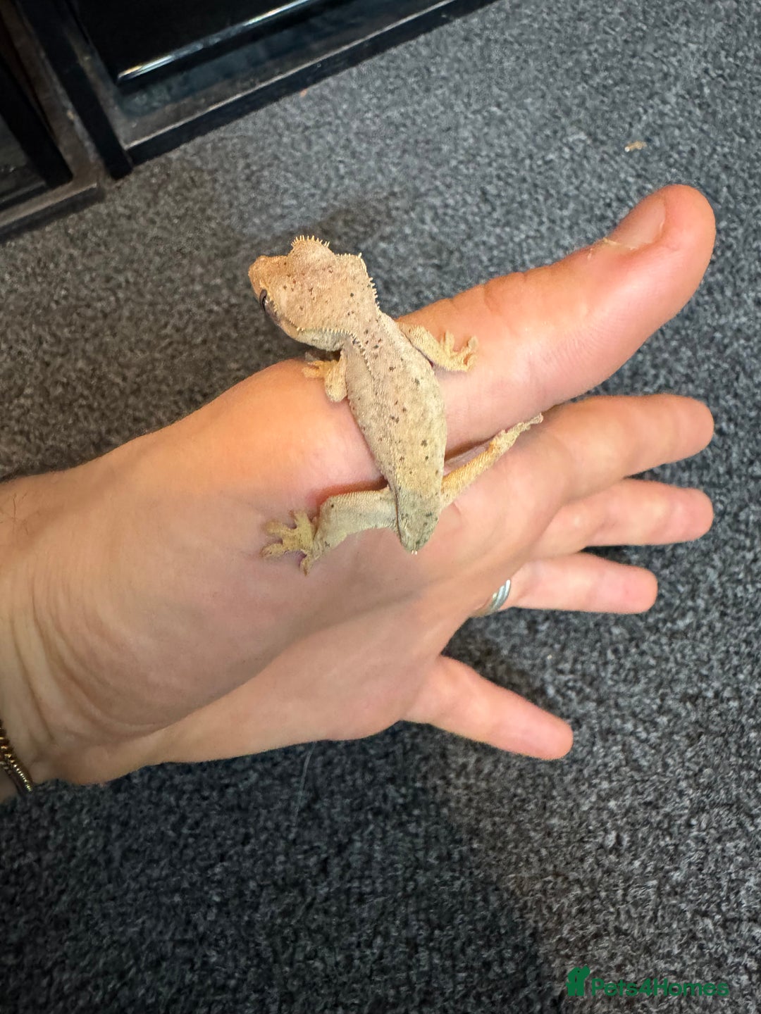 Gecko reptiles for sale: Baby crested geckos for sale  - Advert 6