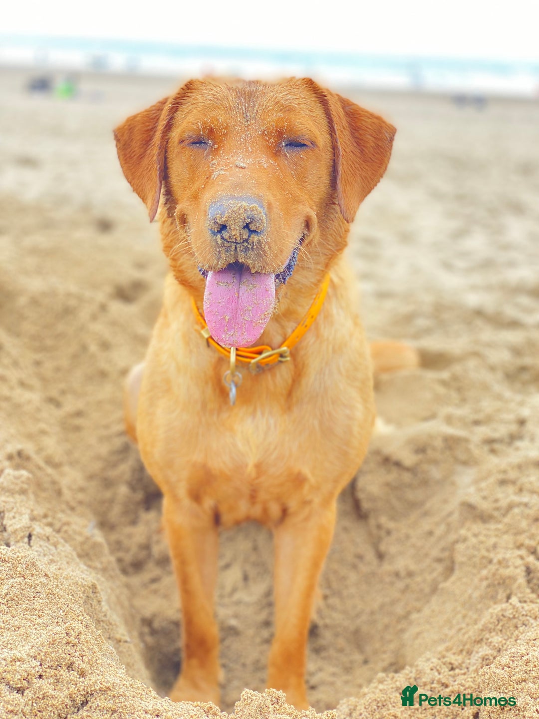 Labrador Retriever dogs for sale: DUE MID-JANUARY. Fox Red Labrador puppies.  - Advert 23