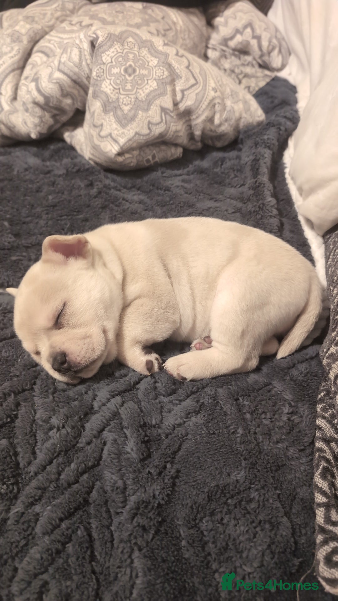 Mixed Breed dogs for sale: 3x Female French Bulldog X Chow Chow puppies.   - Advert 18