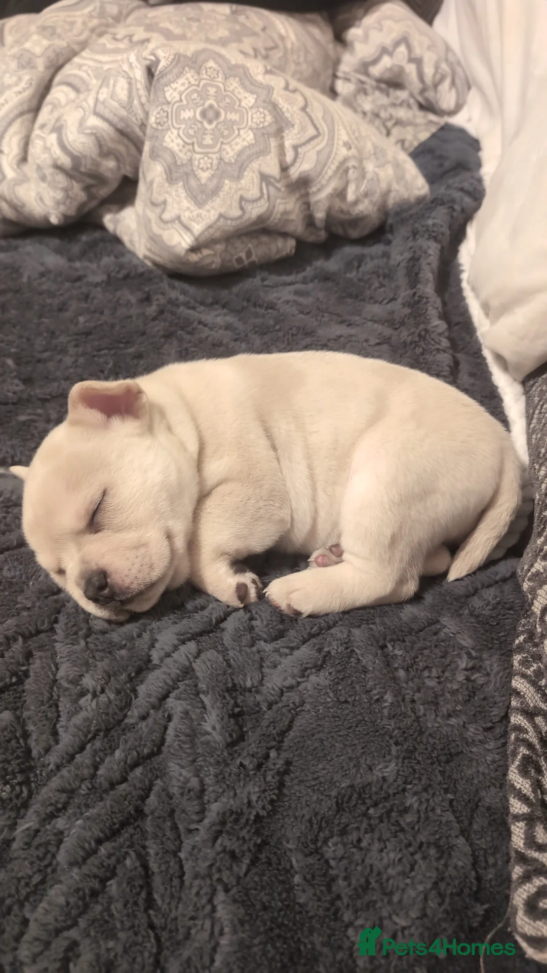 Mixed Breed dogs for sale: 3x Female French Bulldog X Chow Chow puppies.   - Advert 20