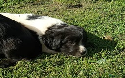 Mixed Breed dogs for sale: Three Springer Spaniel/Spitz Mittel Puppies  - Image 6