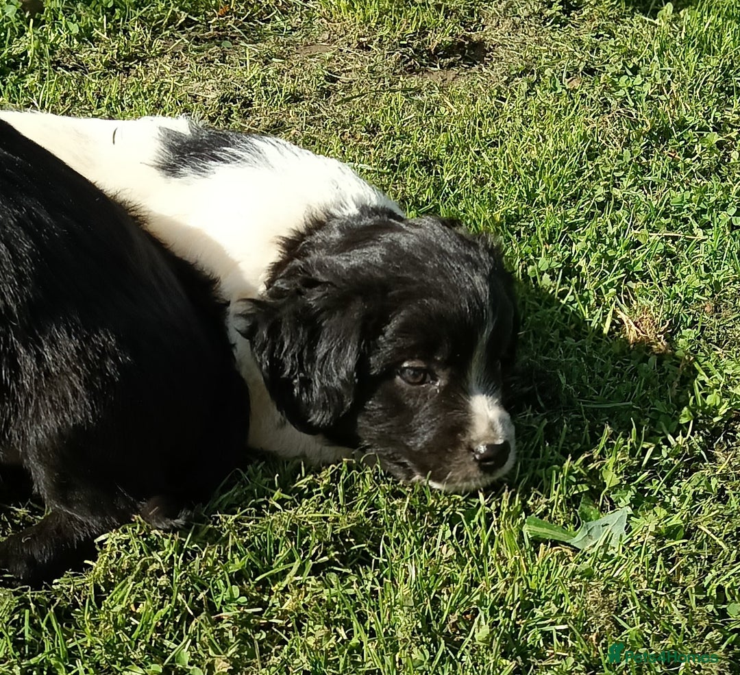 Mixed Breed dogs for sale: Three Springer Spaniel/Spitz Mittel Puppies  - Image 6