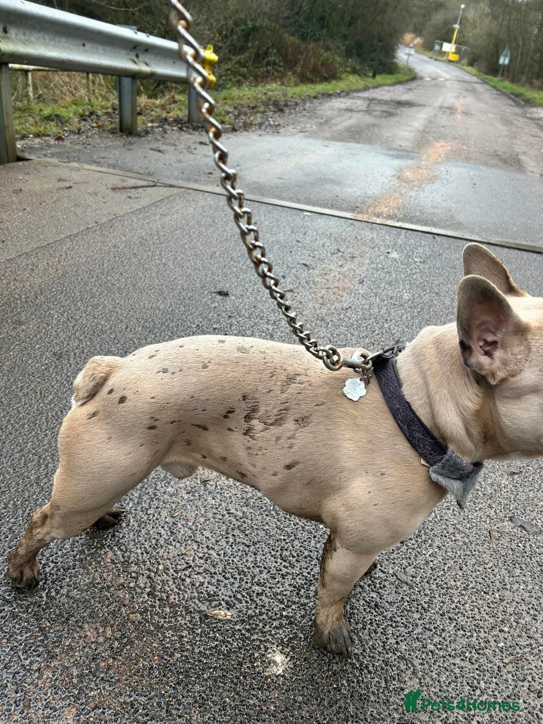 French Bulldog dogs for sale: Baby blue fawn french bulldog - Advert 3