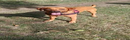 Labrador Retriever dogs for sale: Pedigree Red Fox Lab in Feltham - Advert 3