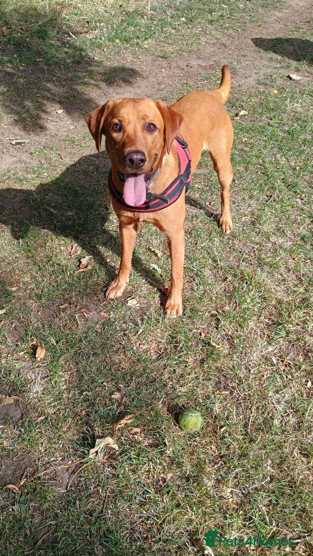 Labrador Retriever dogs for sale: Pedigree Red Fox Lab in Feltham - Advert 3