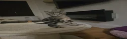 Mixed Breed cats for sale: Maine Coon mix - Advert 3