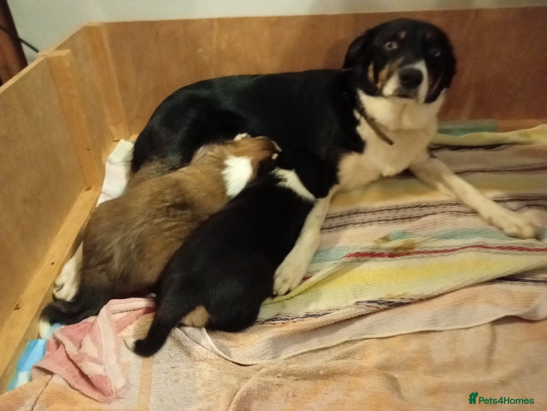 Border Collie dogs for sale: Border collie puppies for sale  - Advert 5