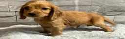 Cocker Spaniel dogs for sale: Show cocker spaniel puppies  - Advert 12
