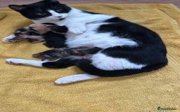 European cats for sale: Family kittens  - Image 6