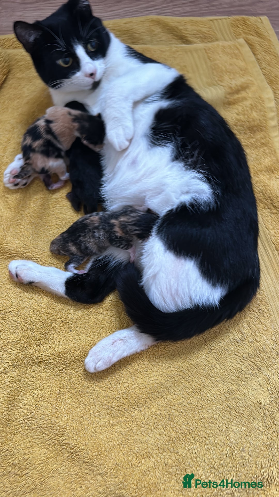 European cats for sale: Family kittens  - Image 6