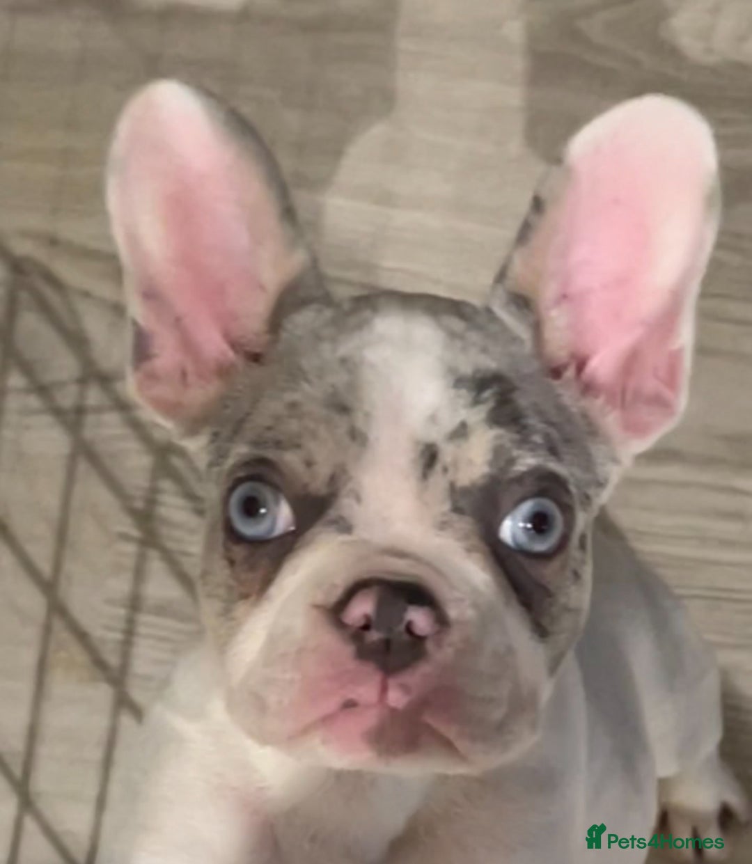 French Bulldog dogs for sale: Snowy white and Merle male ready NOW ✨ offers  - Advert 2
