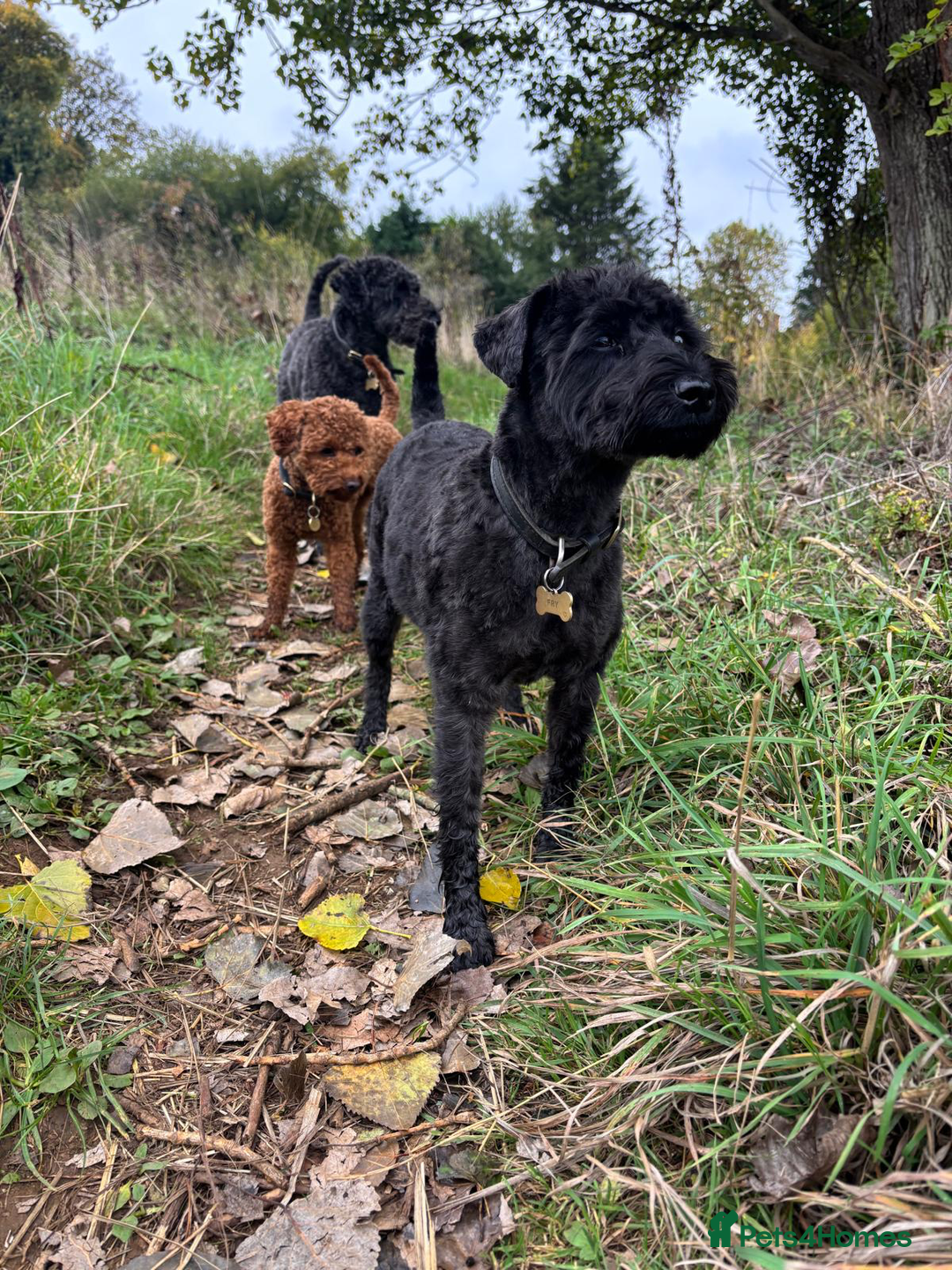 Schnoodle dogs for sale: Exceptional Miniature Schnoodle Puppies - Advert 5