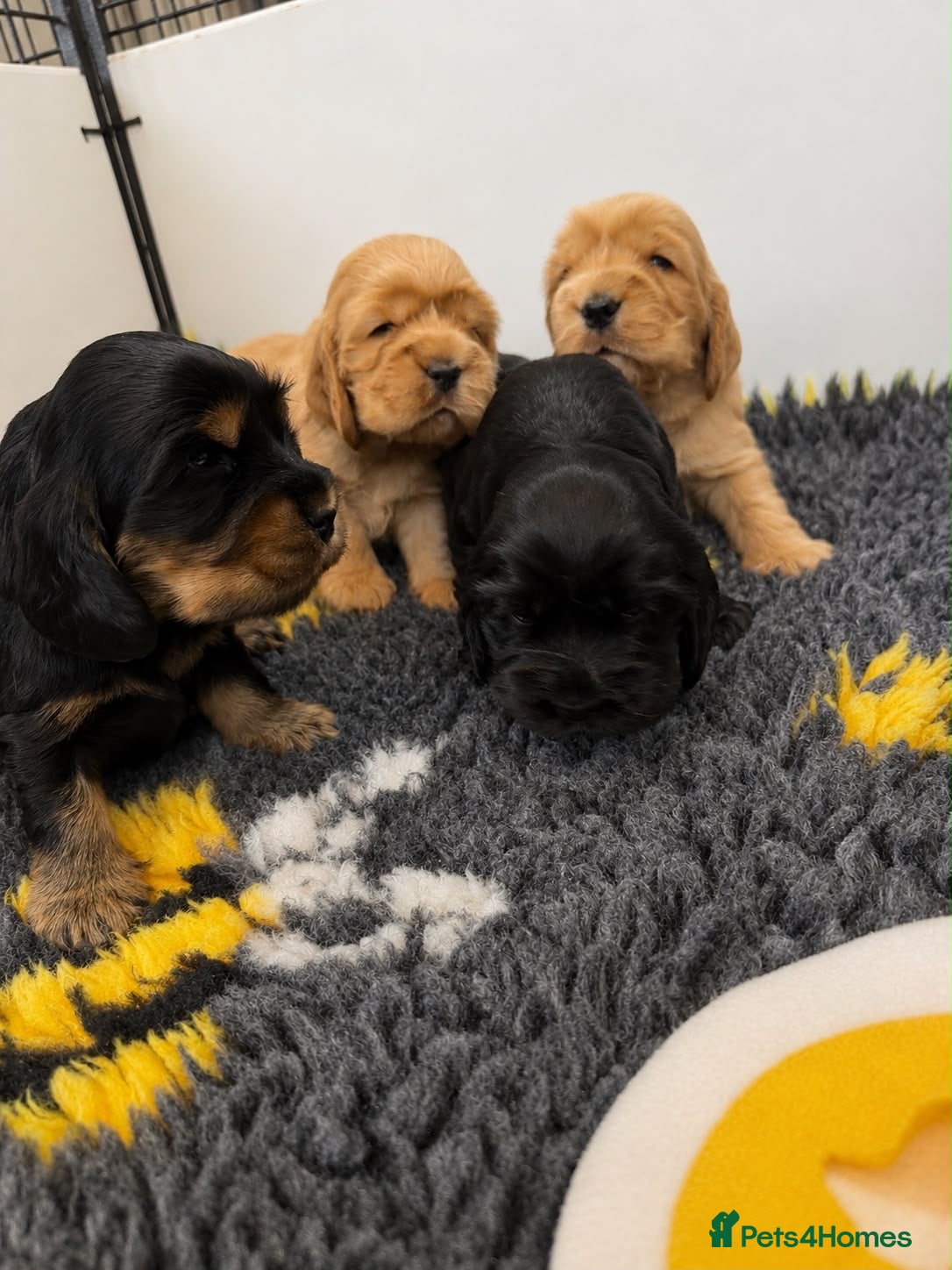 Cocker Spaniel dogs Quality Show Cocker Spaniels - Advert 1