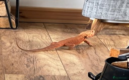 Bearded Dragon reptiles for sale: Bearded Dragon for sale - Image 2