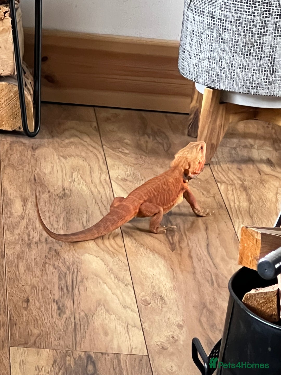 Bearded Dragon reptiles for sale: Bearded Dragon for sale - Image 2