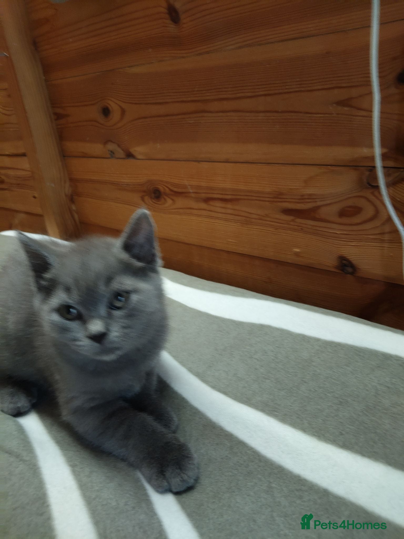 British Shorthair cats British shorthair kittens (1 LEFT) - Advert 2