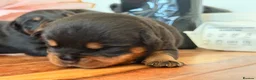 Rottweiler dogs for sale: Stocky Rottweiler pups  - Advert 12