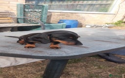 Miniature Dachshund dogs for sale: 14 weeks old 2 girls 2 boys miniature dachshunds - Image 4