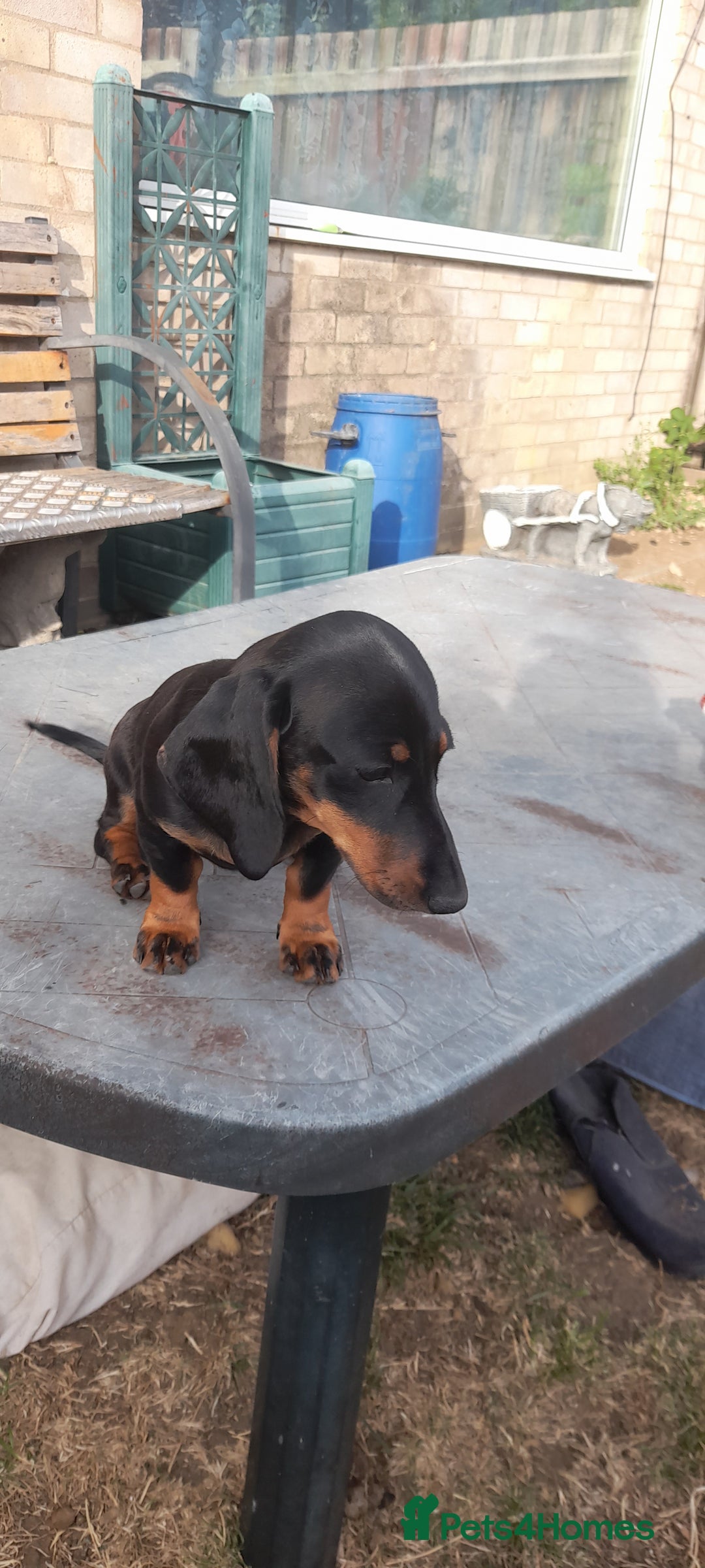 Miniature Dachshund dogs for sale: 14 weeks old 2 girls 2 boys miniature dachshunds - Image 4