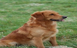 Golden Retriever dogs for sale: 🌟Gorgeous Golden Retriever Puppies🌟 - Image 14