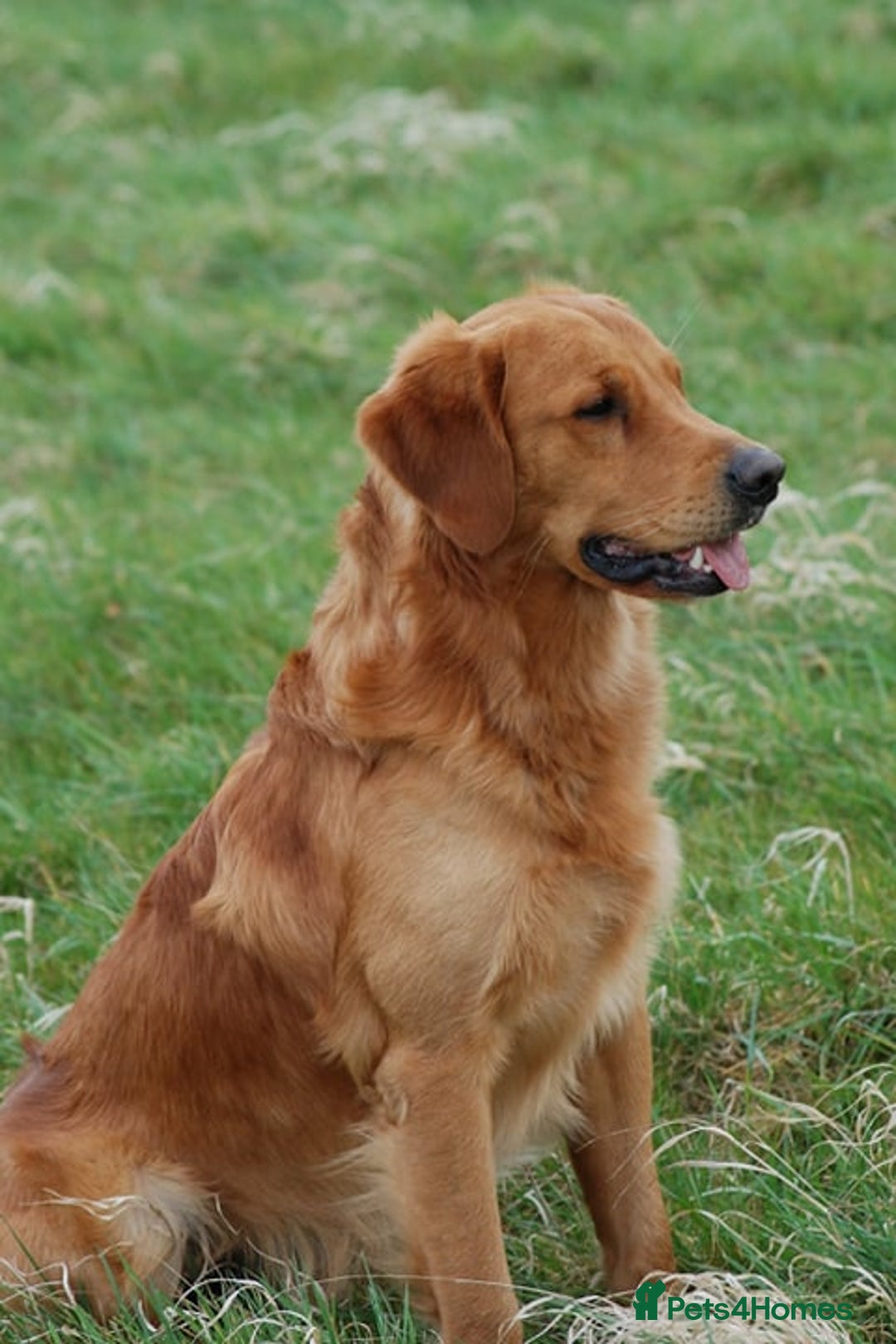Golden Retriever dogs for sale: 🌟Gorgeous Golden Retriever Puppies🌟 - Image 14