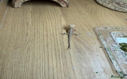 Bearded Dragon reptiles for sale: Bearded Dragon Babies - Image 8