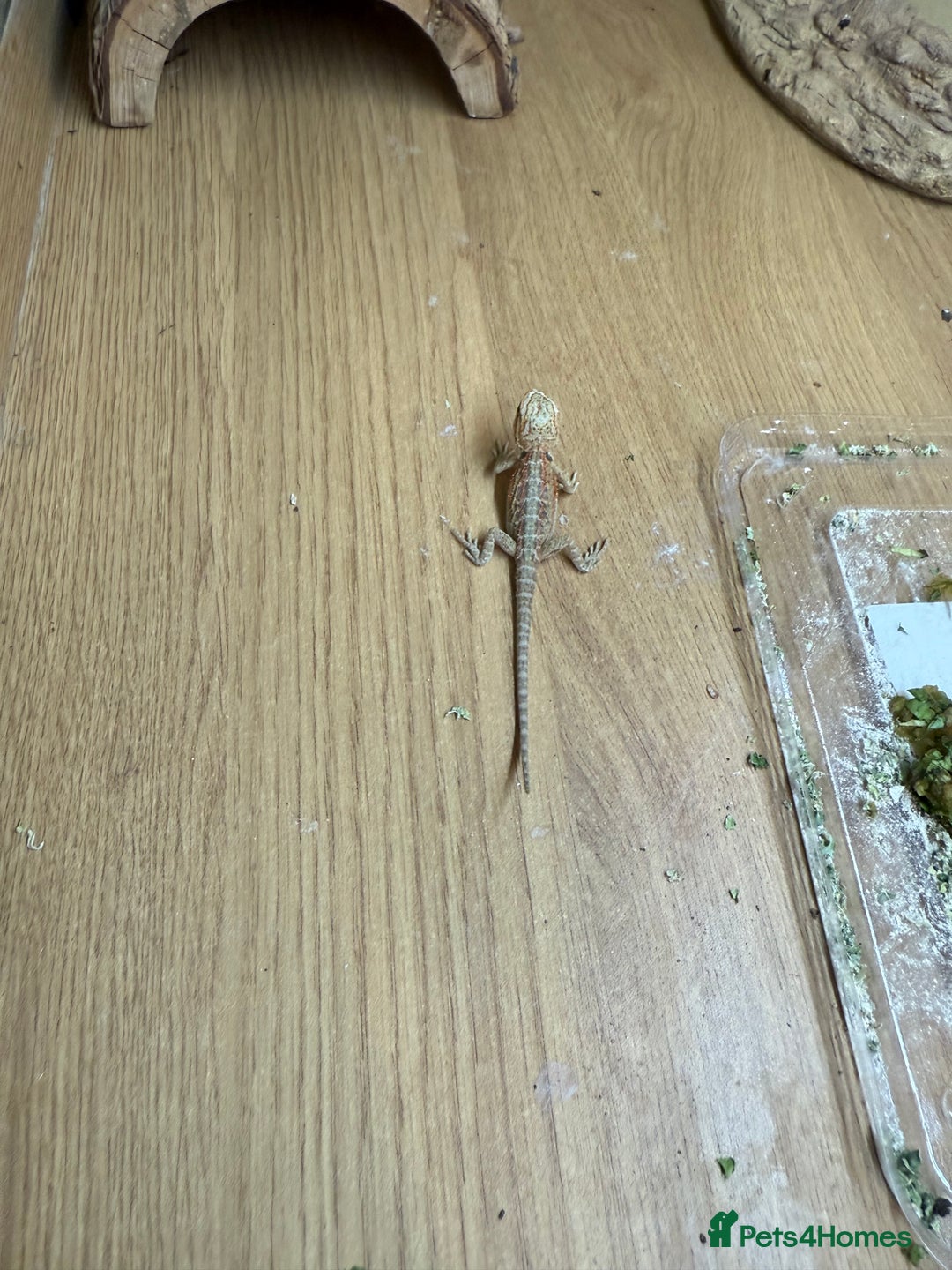 Bearded Dragon reptiles for sale: Bearded Dragon Babies - Image 8