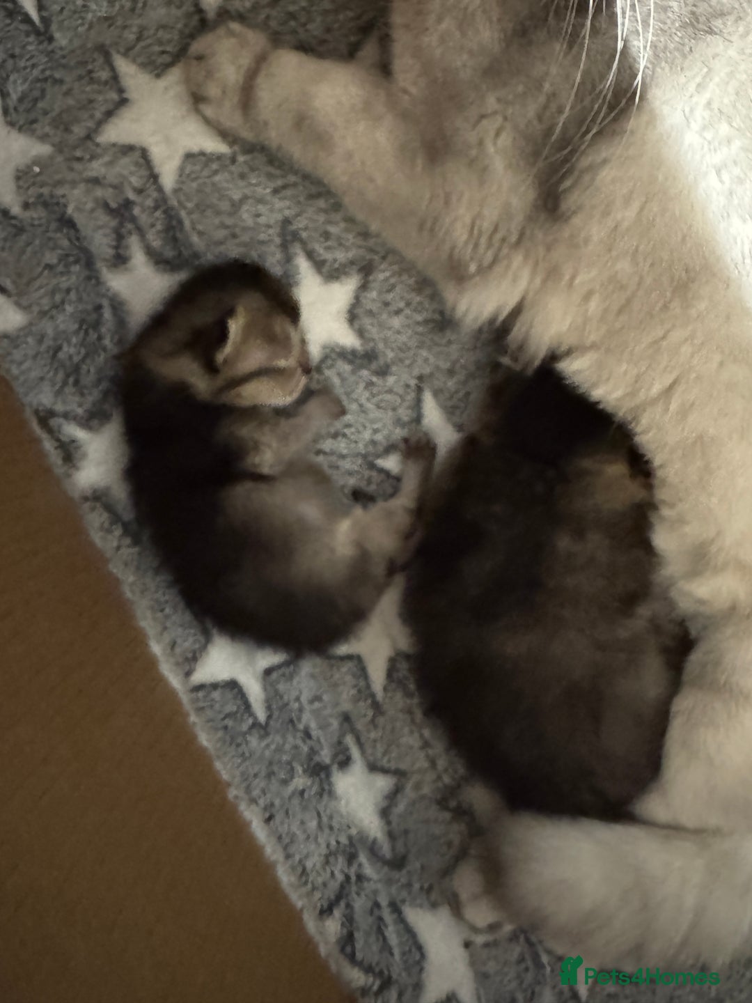 Scottish Fold cats for sale: 2 Stunning Scottish Fold Litters Available - Advert 13