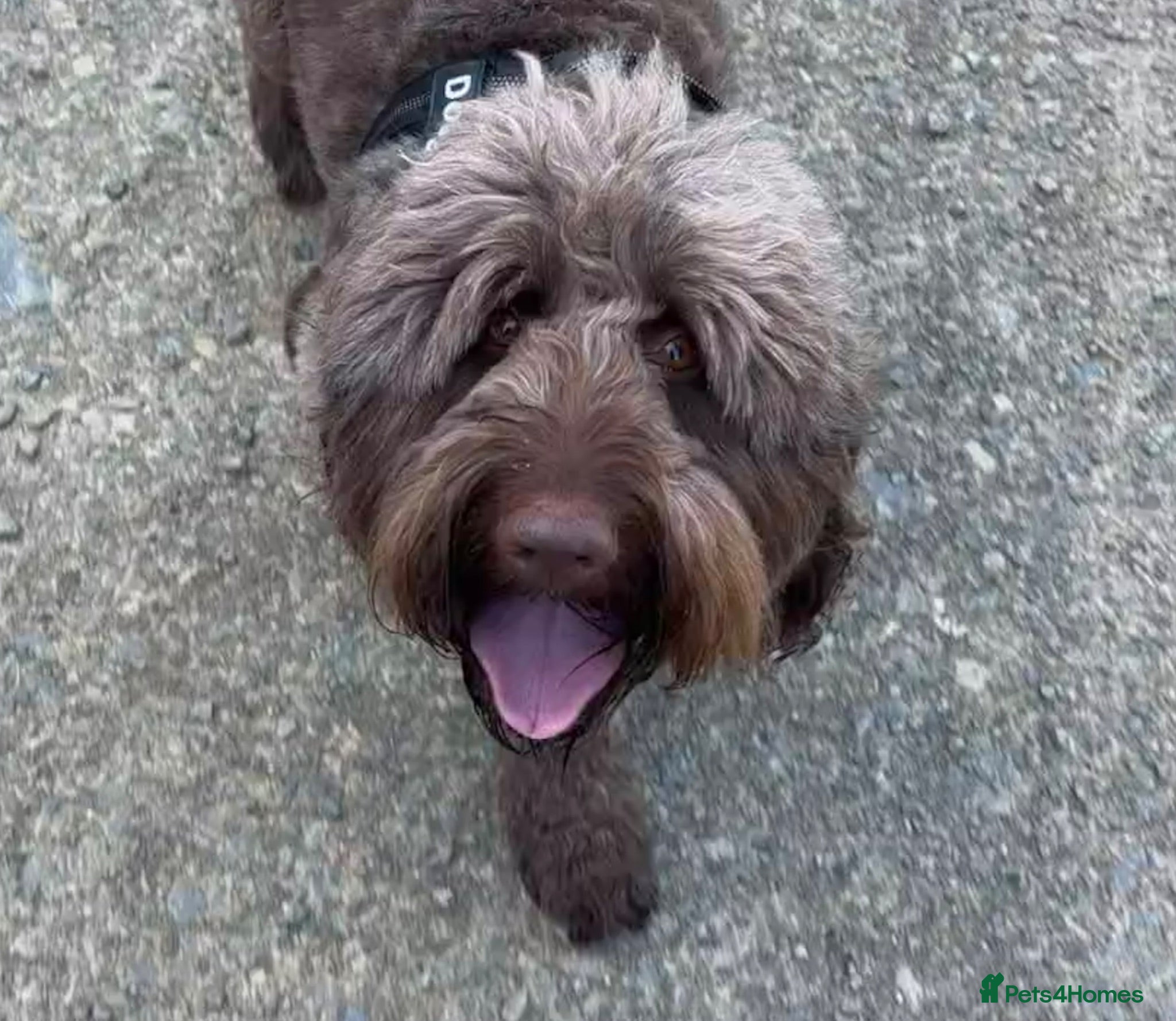 Australian Labradoodle dogs Douglas MacDoodle - Stud - Advert 1